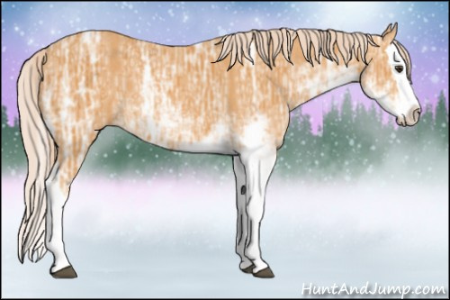 Horse Color: Palomino Ice Sabino Splash 