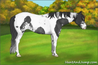 Horse Color:Black Sabino Tobiano Rabicano 