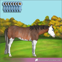 Horse Color:Bay Sabino Splash Rabicano 