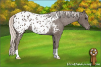 Horse Color:Silver Black Appaloosa 