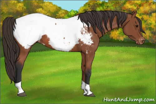 Horse Color: Bay Tobiano Snowcap 