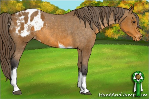 Horse Color: Buckskin Tobiano Blanket 