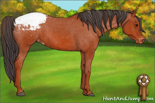 Horse Color: Bay Snowcap 