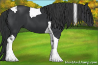 Horse Color:Black Tobiano 