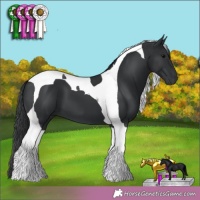 Horse Color:Black Tobiano 