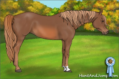 Horse Color: Liver Chestnut 