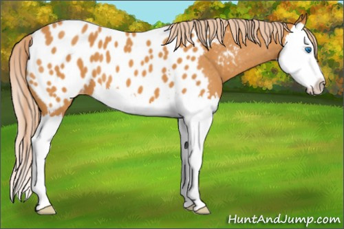 Horse Color: Chocolate Palomino Roan Splash Blanket 