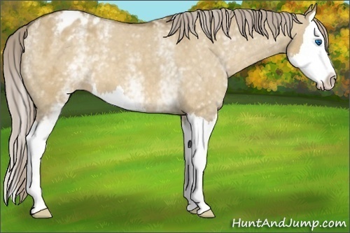 Horse Color: White Spotted Chocolate Palomino Dun Splash Blanket 