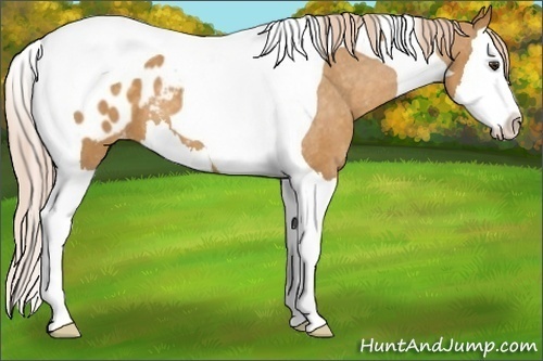 Horse Color: Palomino Roan Splash Tobiano Blanket 