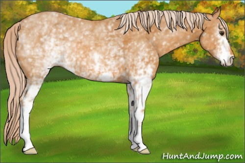 Horse Color: White Spotted Chocolate Palomino 