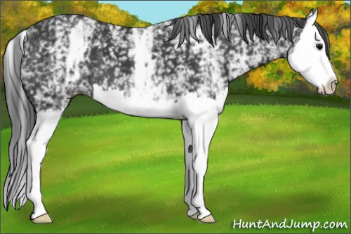 Horse Color: White Spotted Black Splash 