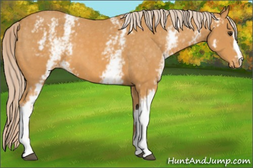 Horse Color: White Spotted Palomino Blanket 