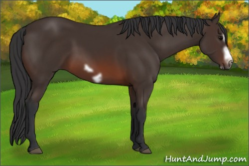 Horse Color: Unknown 