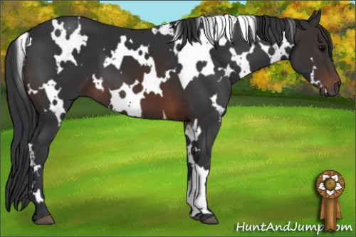 Horse Color: Unknown 