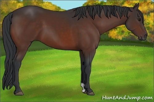 Horse Color: Unknown 