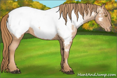 Horse Color: Liver Chestnut Pearl Sabino Near Fewspot 