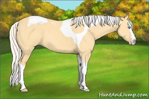 Horse Color: Silver Amber Cream Champagne Dun Splash Tobiano 