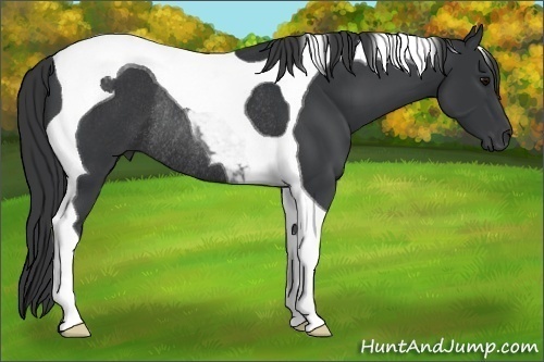 Horse Color:Black Tobiano Rabicano 
