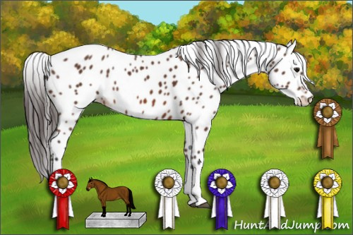 Horse Color: Bay Leopard 