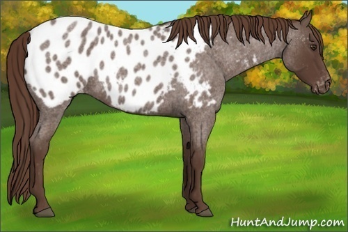 Horse Color: Liver Red Roan Blanket 