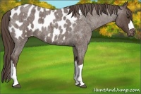 Horse Color:Liver Red Roan Appaloosa 