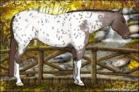 Horse Color:Liver Red Roan Near Leopard 