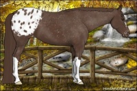 Horse Color:Liver Chestnut Appaloosa 