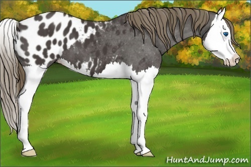 Horse Color: Unknown 