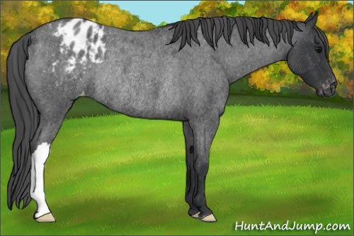 Horse Color: Unknown 