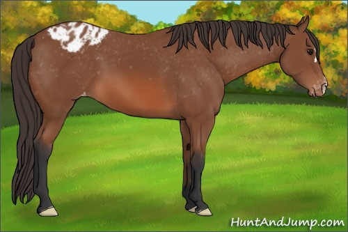 Horse Color: Unknown 