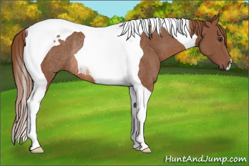 Horse Color: Chestnut Tobiano Rabicano 