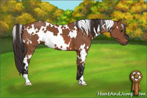 Horse Color: White Spotted Bay 