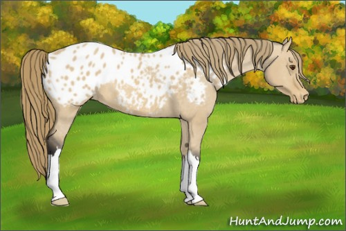Horse Color: Buckskin Dun Blanket 