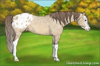 Horse Color:Buckskin Dun Splash Appaloosa 