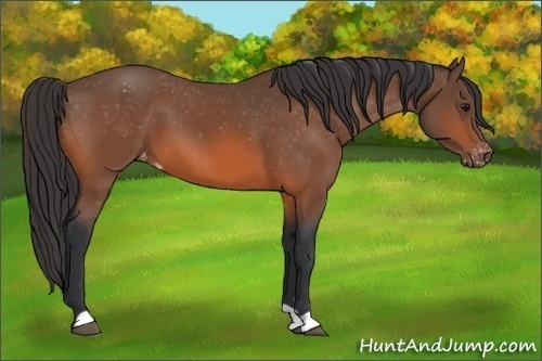 Horse Color: Bay Snowcap 