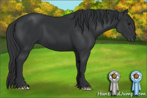Horse Color: Black 