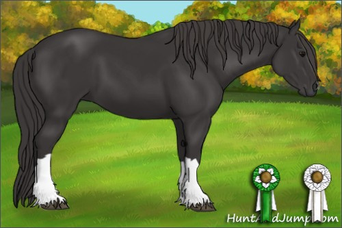 Horse Color: Smoky Black 