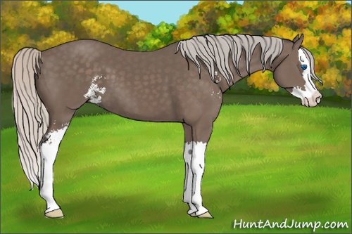 Horse Color: Silver Black Sabino Splash 