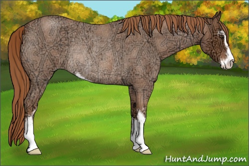 Horse Color: Red Ice Roan Sabino Rabicano 