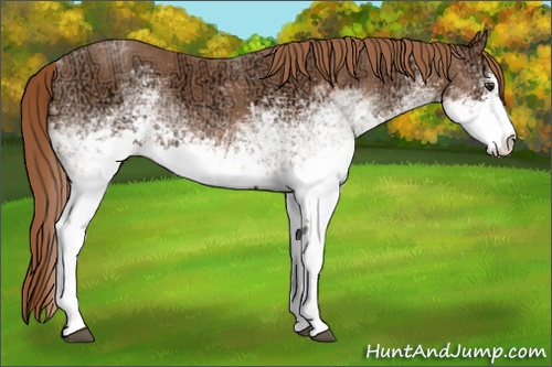 Horse Color: White Spotted Chestnut Ice Sabino Rabicano 