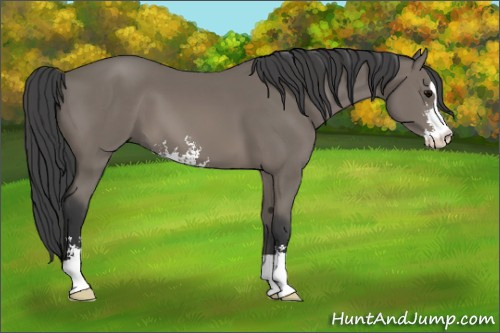 Horse Color: Black Sabino 