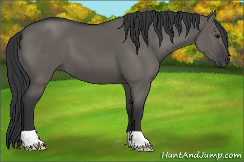 Horse Color: Grullo 