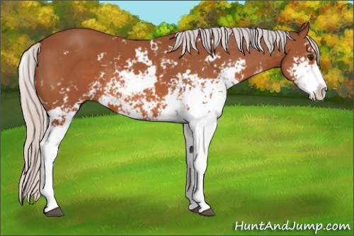 Horse Color: Unknown 