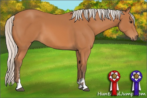 Horse Color: Silver Bay Sabino 