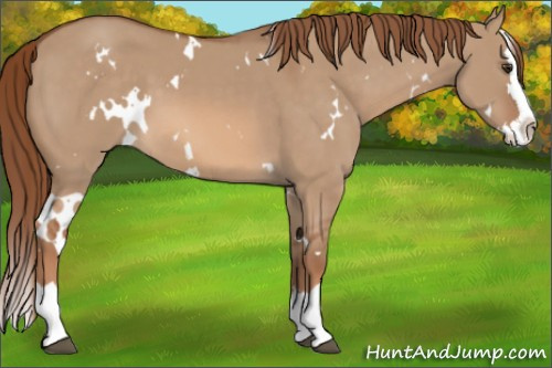 Horse Color: White Spotted Liver Red Dun Splash 