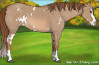 Horse Color:White Spotted Liver Red Dun Splash 