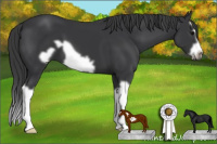 Horse Color:Black Splash Frame