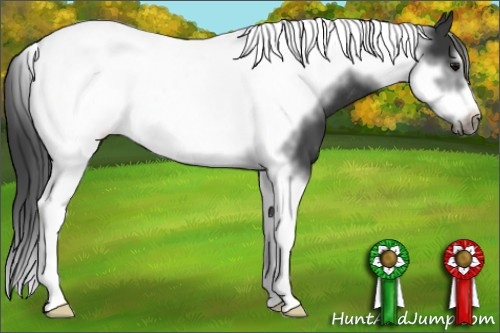 Horse Color: Black Tobiano Frame Near Leopard 