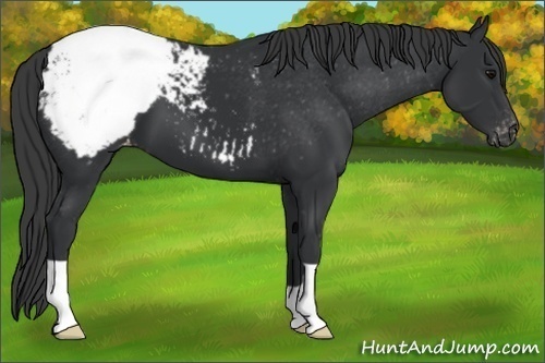 Horse Color: Black Snowcap 