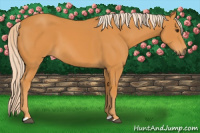 Horse Color:Palomino 